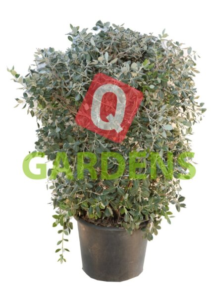 Metrosideros excelsa bush