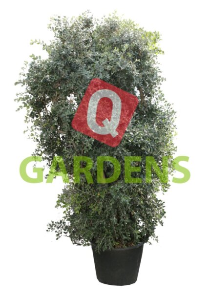 Metrosideros excelsa bush