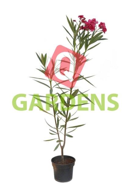 Nerium oleander nana