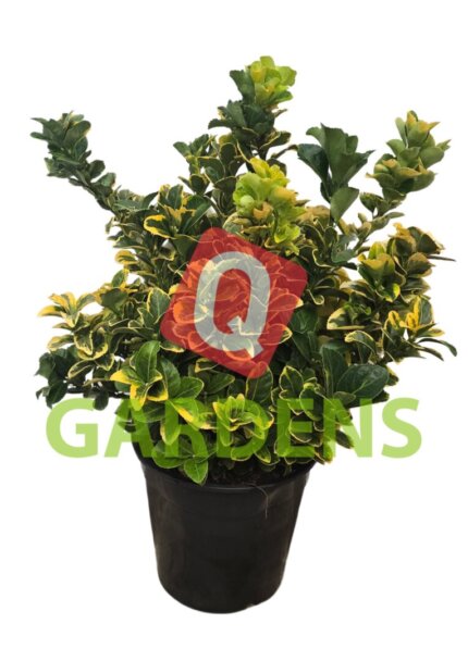 Euonymus japonicus 'Ovatus Aureus'