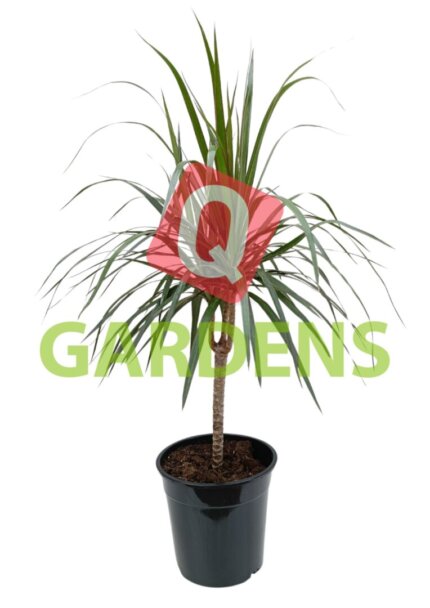 Dracaena marginata (Dragon tree)