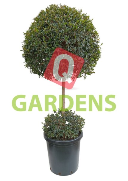 Syzygium two ball australe