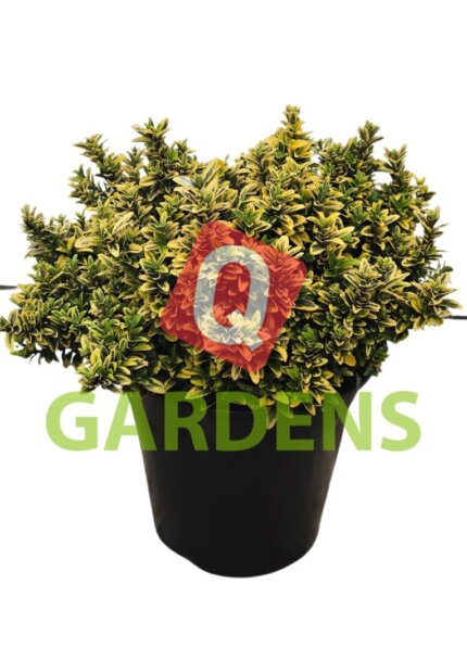Euonymus japonicus 'Microphyllus Variegatus'