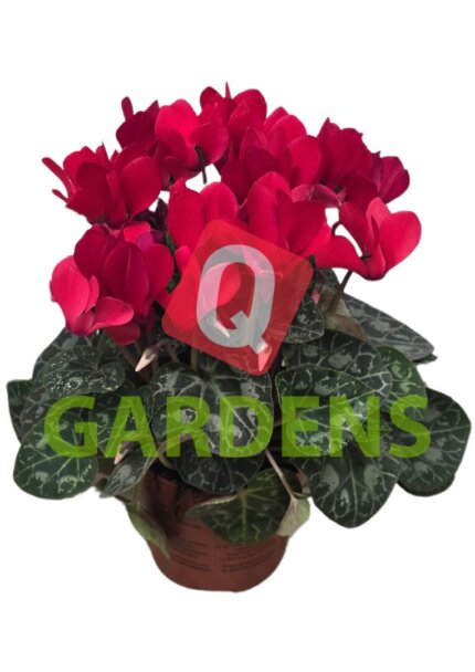 Cyclamen