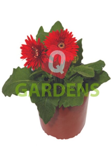 Gerbera