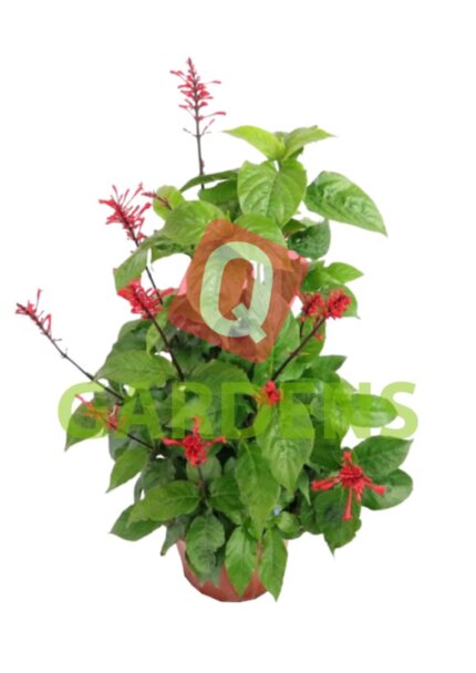 Odontonema