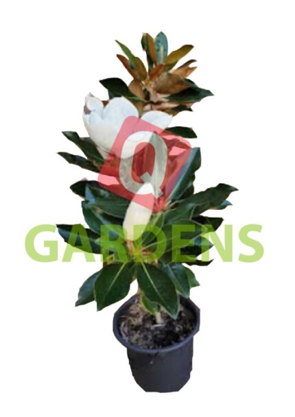 Magnolia grandiflora