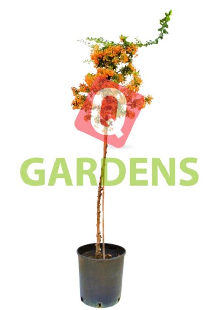 Pyracantha coccinea