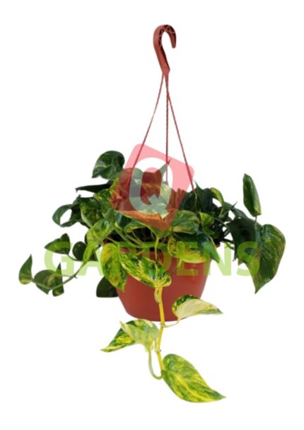Epipremnum aureum (hanging)