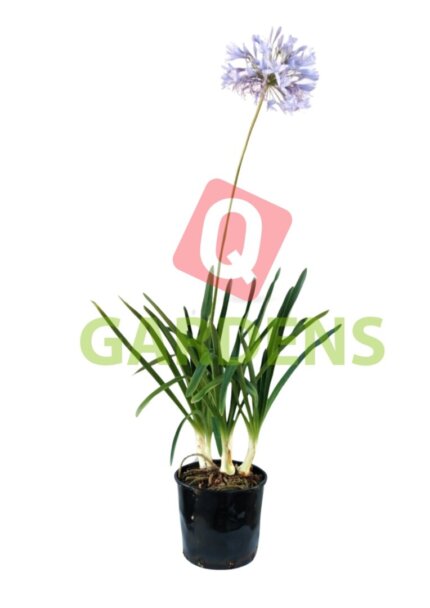 Agapanthus Praecox
