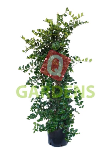 Carissa macrocarpa Climb