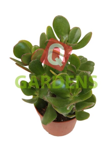 Crassula ovata