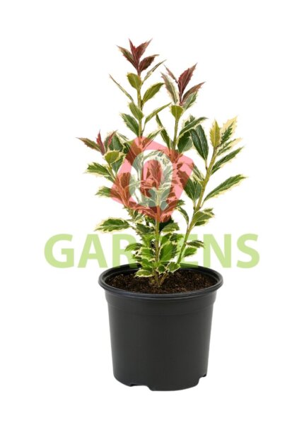 Ilex aquifolium