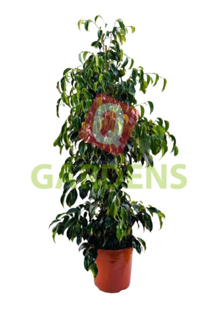 Ficus benjamina