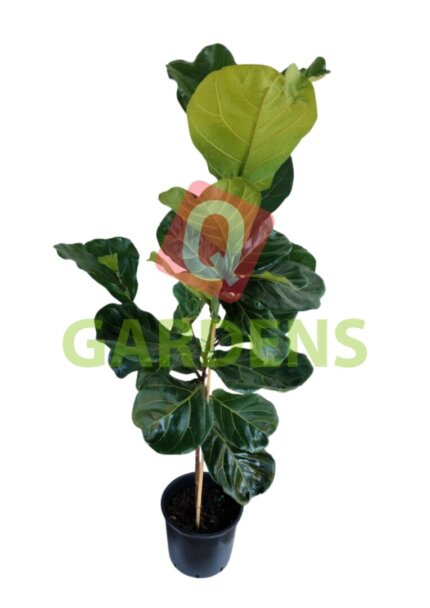 Ficus lyrata