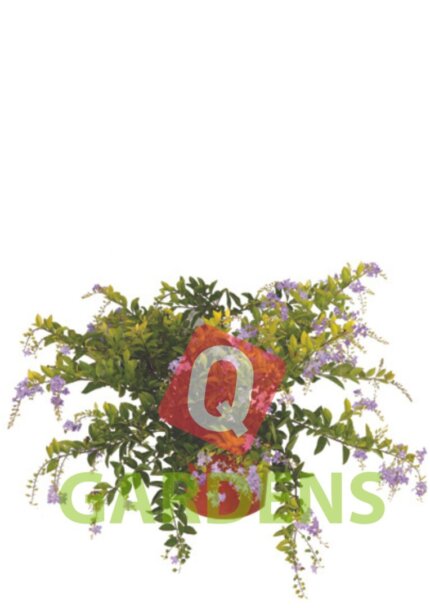 Duranta exotica