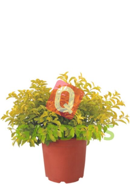 Duranta repens