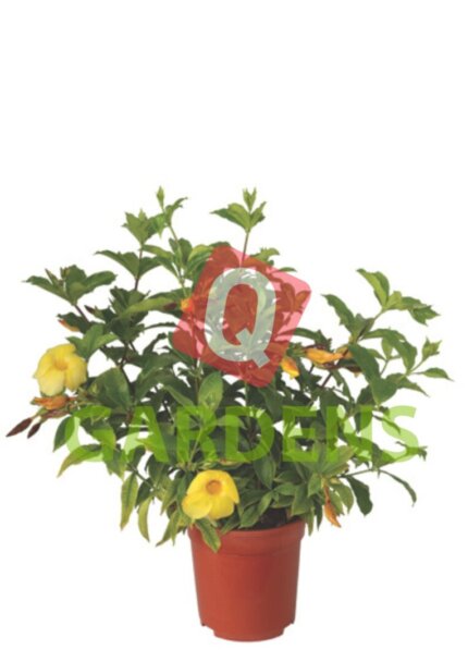 Allamanda Cathartica
