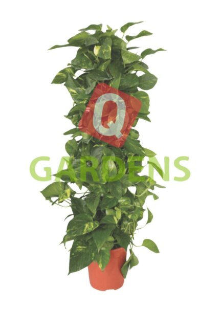 Epipremnum aureum (climbing)