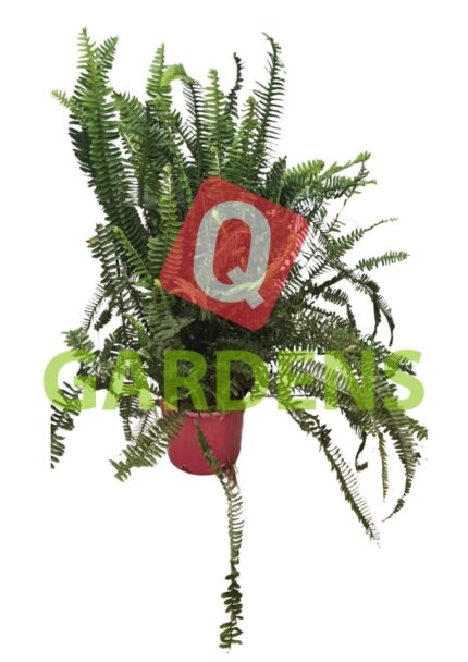 Nephrolepis exaltata