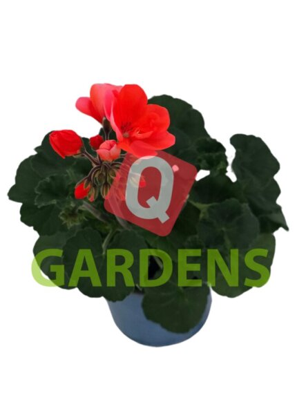 Geranium sp.
