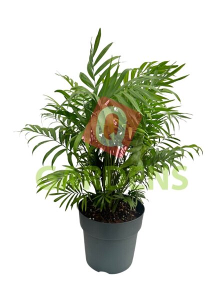 Chamaedorea seifrizii