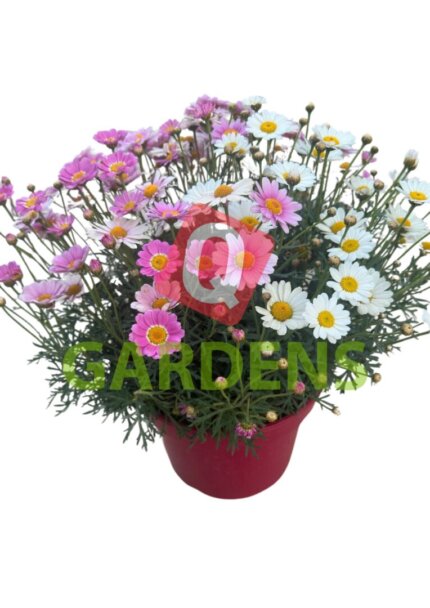 Argyranthemum asteraceae
