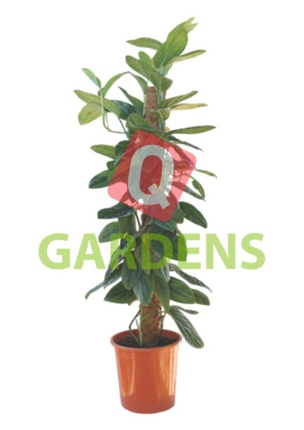 Philodendron Micans