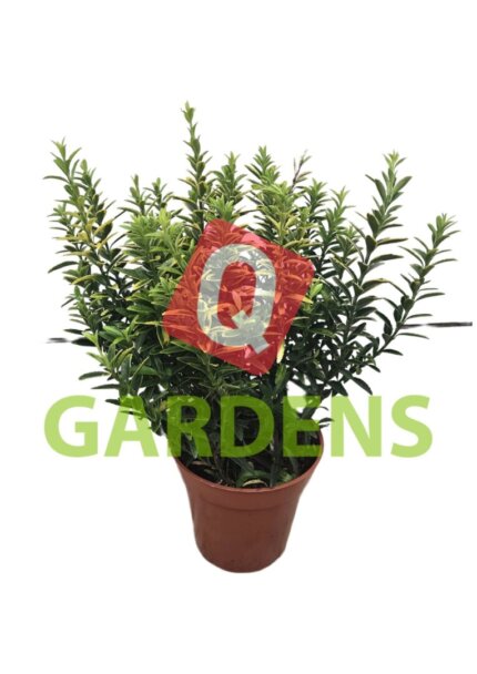 Euonymus japonicus 'Jean Hugues'