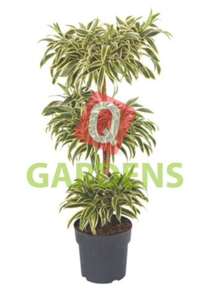 Dracaena reflexa (Variegated)