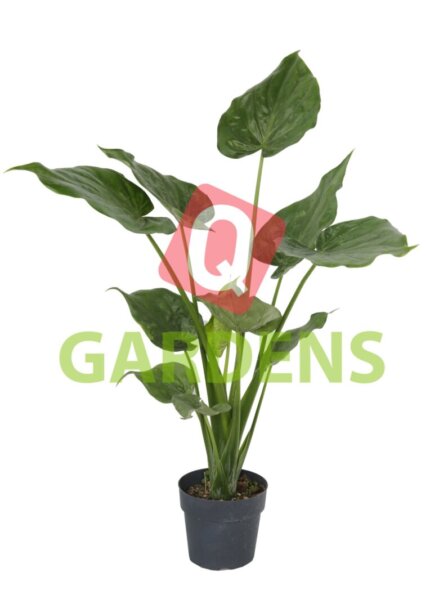 Alocasia cuculata