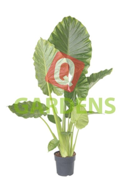 Alocasia macrorrhizos