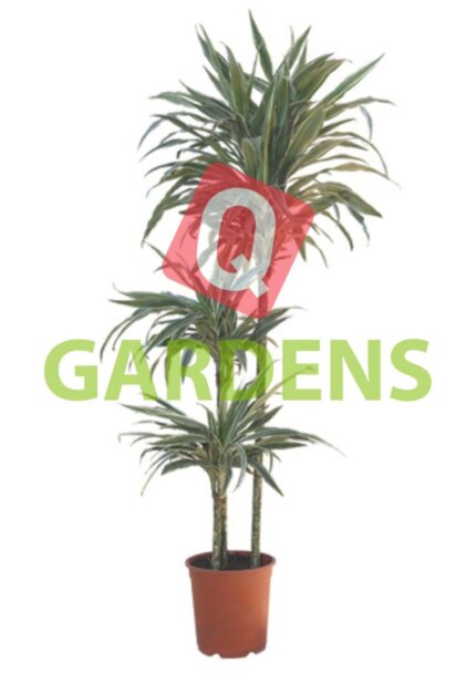 Dracaena warneckii (Striped Dracaena / Warneckii Dracaena)
