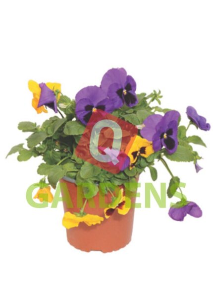 Viola tricolor