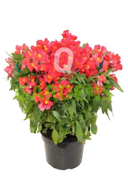 Antirrhinum majus (Skylaki)
