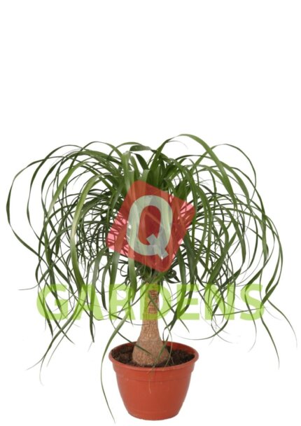 Beaucarnea recurvata
