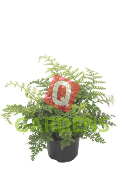 Asplenium dimorphum