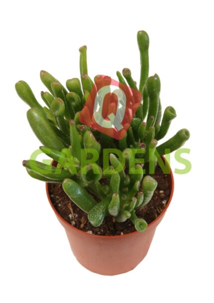 Crassula ovata 'Gollum Jade'