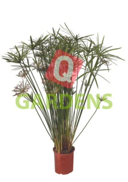 Cyperus papyrus