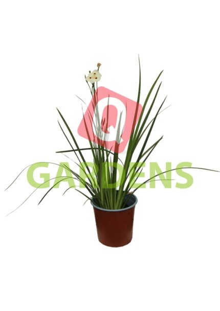 Dietes bicolor