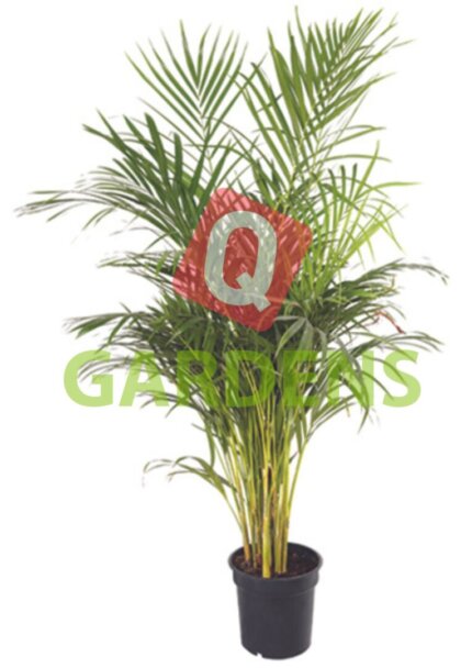 Dypsis lutescens