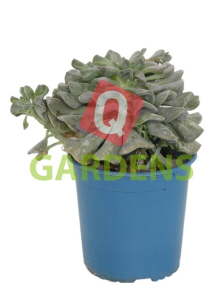 Echeveria runyonii  'Topsy'
