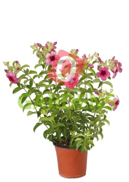 Allamanda blanchetii