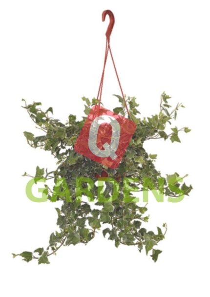 Hedera hanging