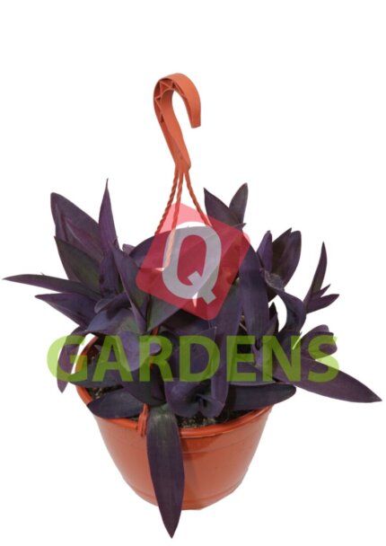 Tradescantia pallida