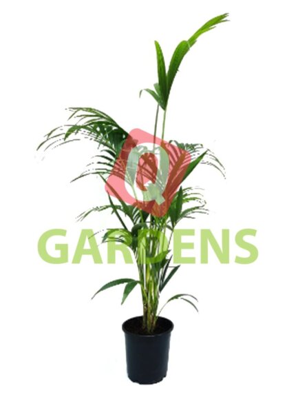 Howea fosteriana