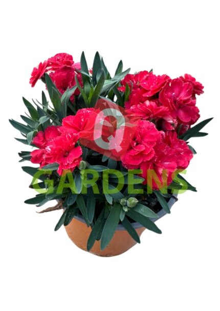 Dianthus Caryophyllus