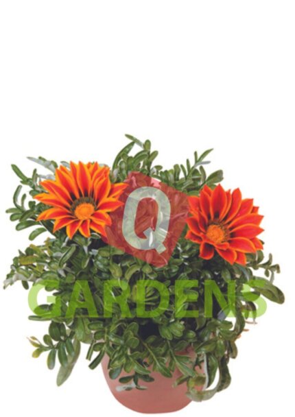 Gazania rigens