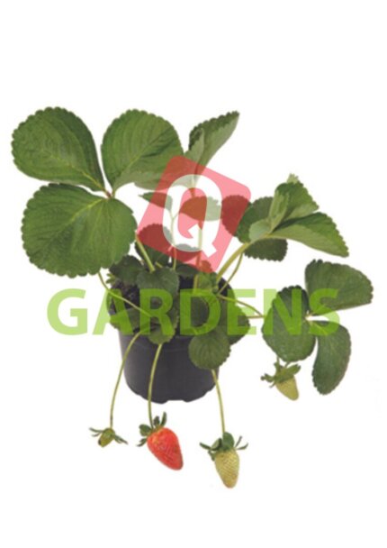 Fragaria ananassa