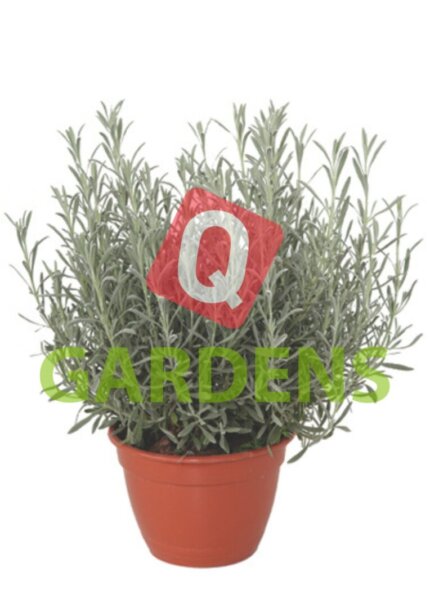 Lavandula angustifolia (English Lavender)